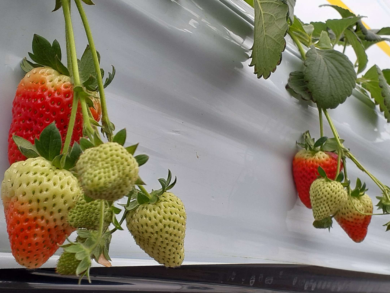 25000���̃C�`�S��A�B�L�X�����{�݂𐥔�Ƃ�