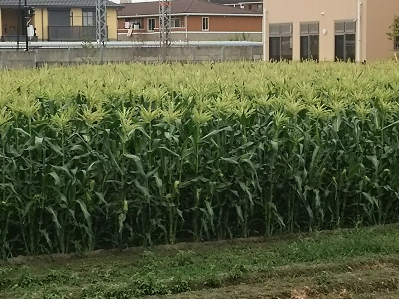 �Ƃ����낱�����̗l�q�ł���