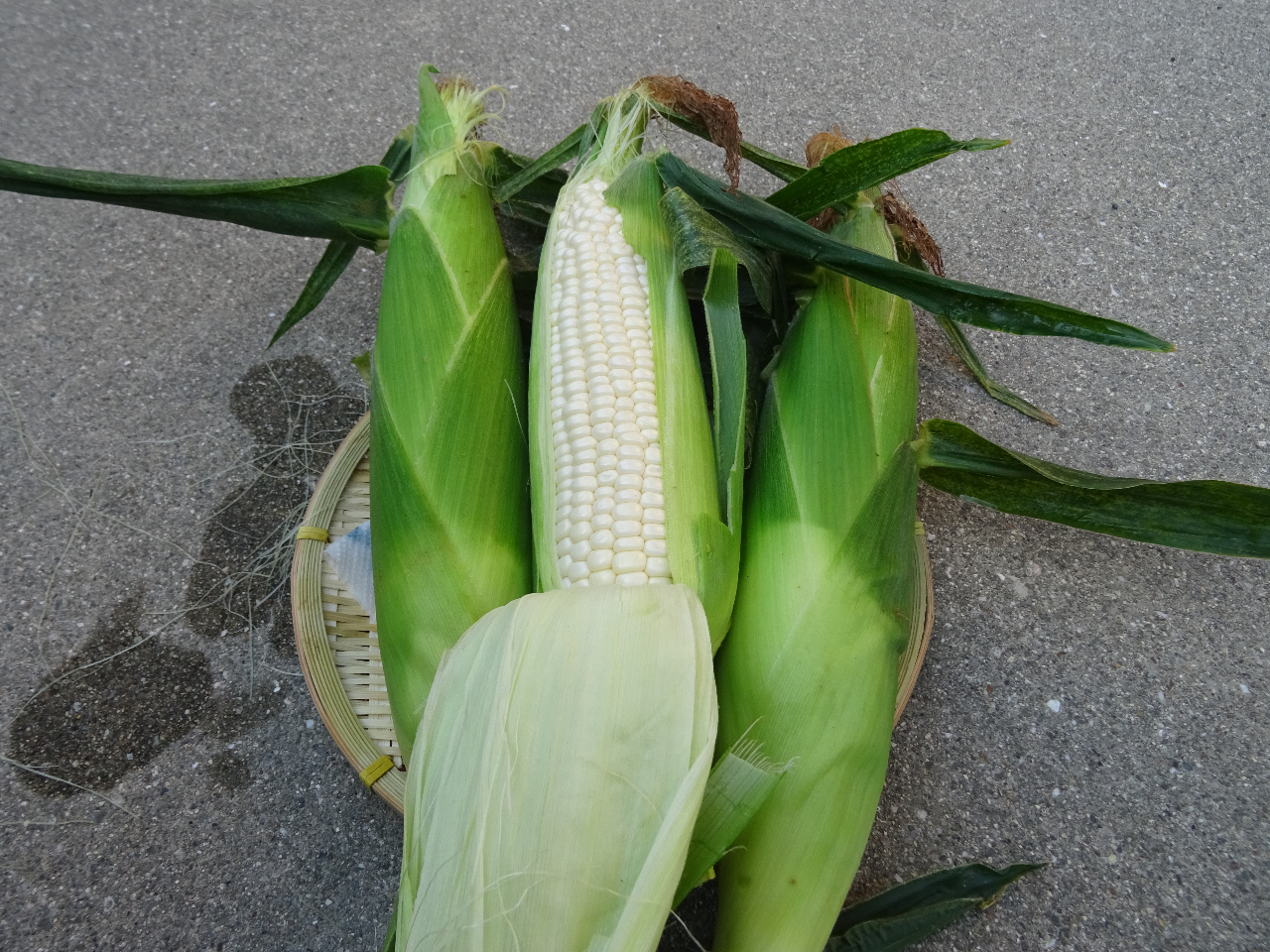 ����̗d����