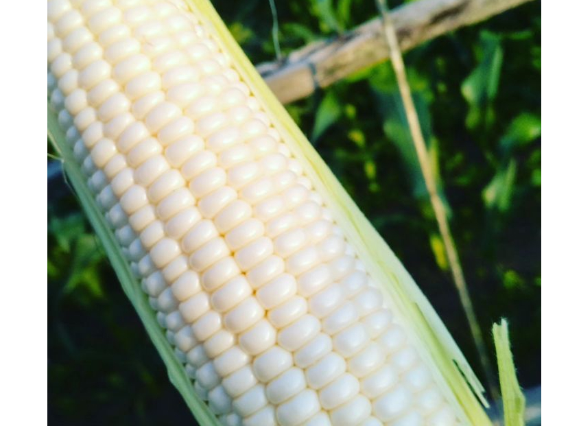 �����Ƃ����낱���i��̗d���j�͊Â��ăW���[�V�[�ł����