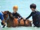 海のなかでたっぷり馬とふれあえる時間も
