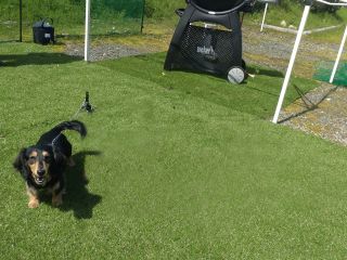 わんちゃんとご一緒に。ゆったりと楽しんでいただける手ぶらBBQをお楽しみください!