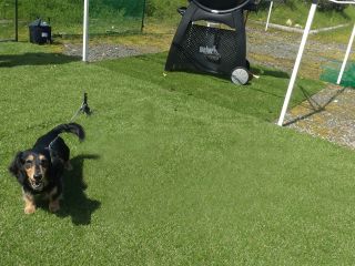 わんちゃんとご一緒に。ゆったりと楽しんでいただける手ぶらBBQをお楽しみください!