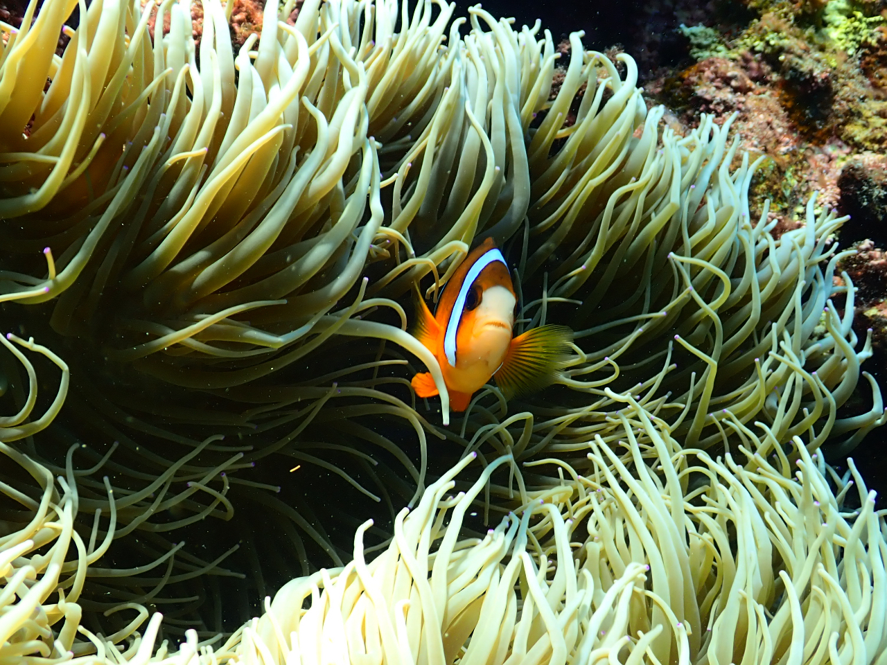 クマノミにも会える!