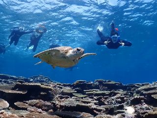 ガイド歴10年。これまで2000人以上のゲストをガイドしてきた地元出身ガイドが一緒にウミガメを探してくれるので驚異の遭遇率。こんな近くでウミガメに会えるかも!