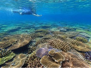 色とりどりのサンゴが広がる、まるで天然の水族館!透明度抜群の伊良部ブルーで、非日常のシュノーケルをお楽しみください。