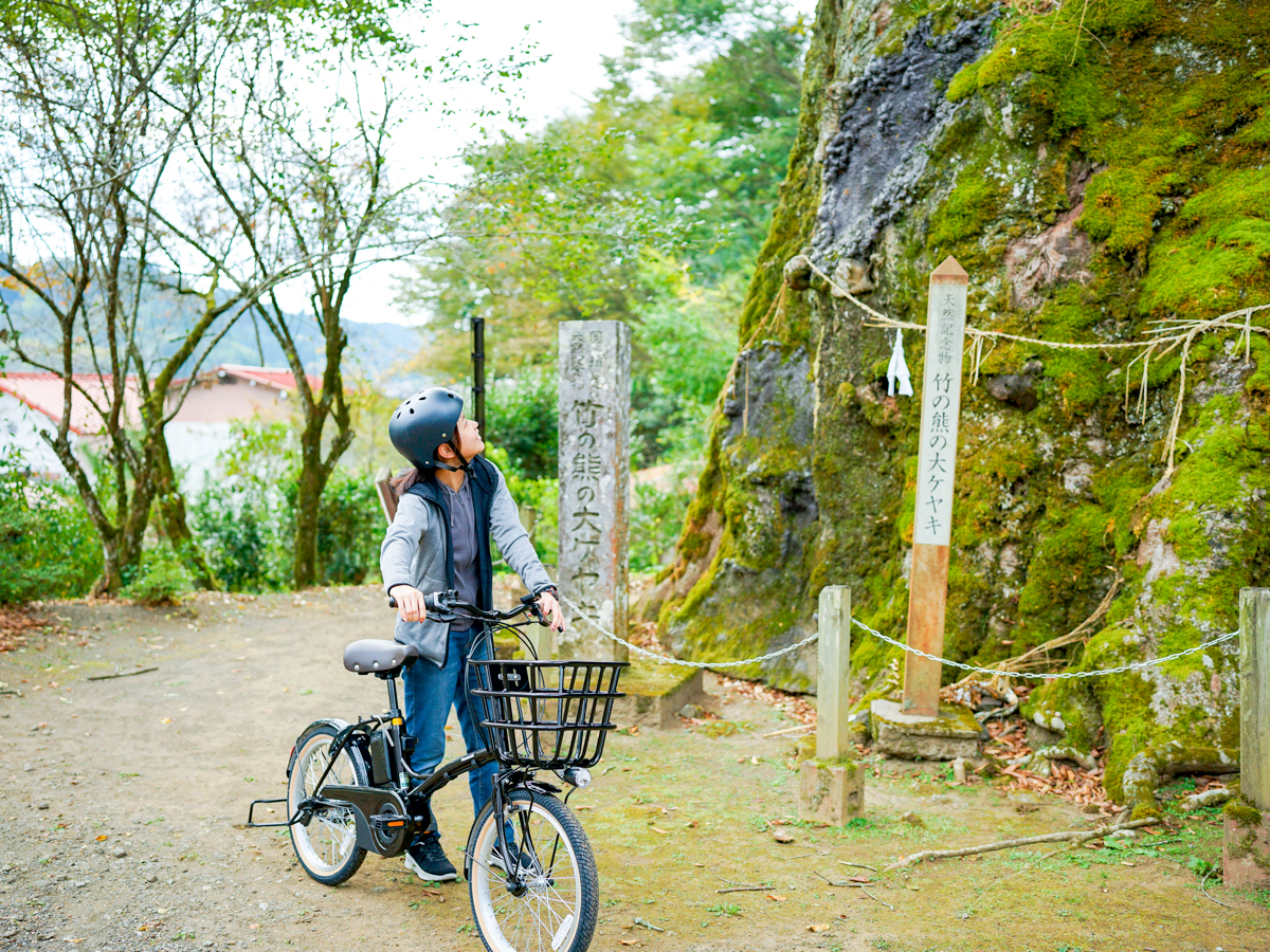 レンタサイクルの受付場所から自転車で5分。竹の熊の大ケヤキ。