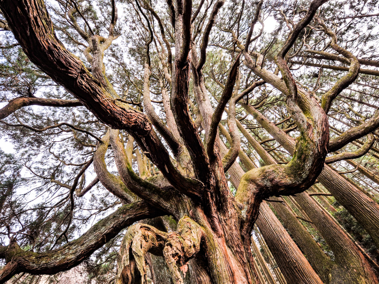 最初に訪れるのは、壮大な大杉「高森殿」です。「高森の主」とも訳されるこの大自然の記念碑は樹齢400年以上と推定されます
