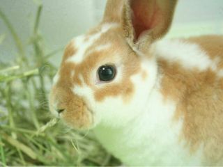 うさぎと触れ合えます