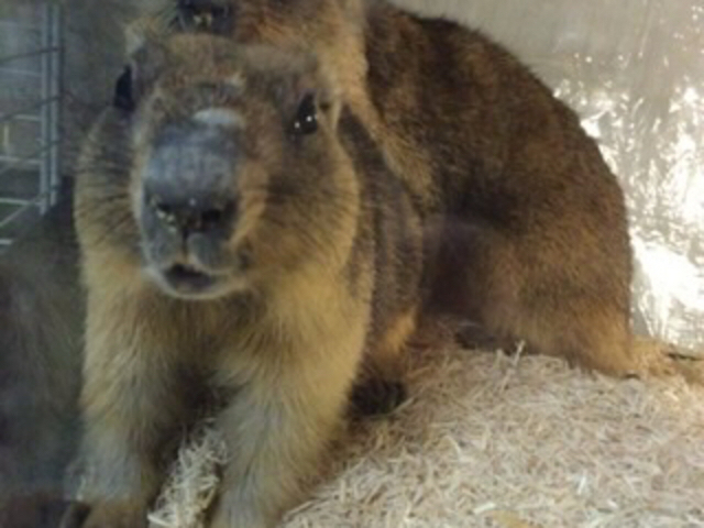 b}[bgƂGꍇ܂i~͂ƌĂj