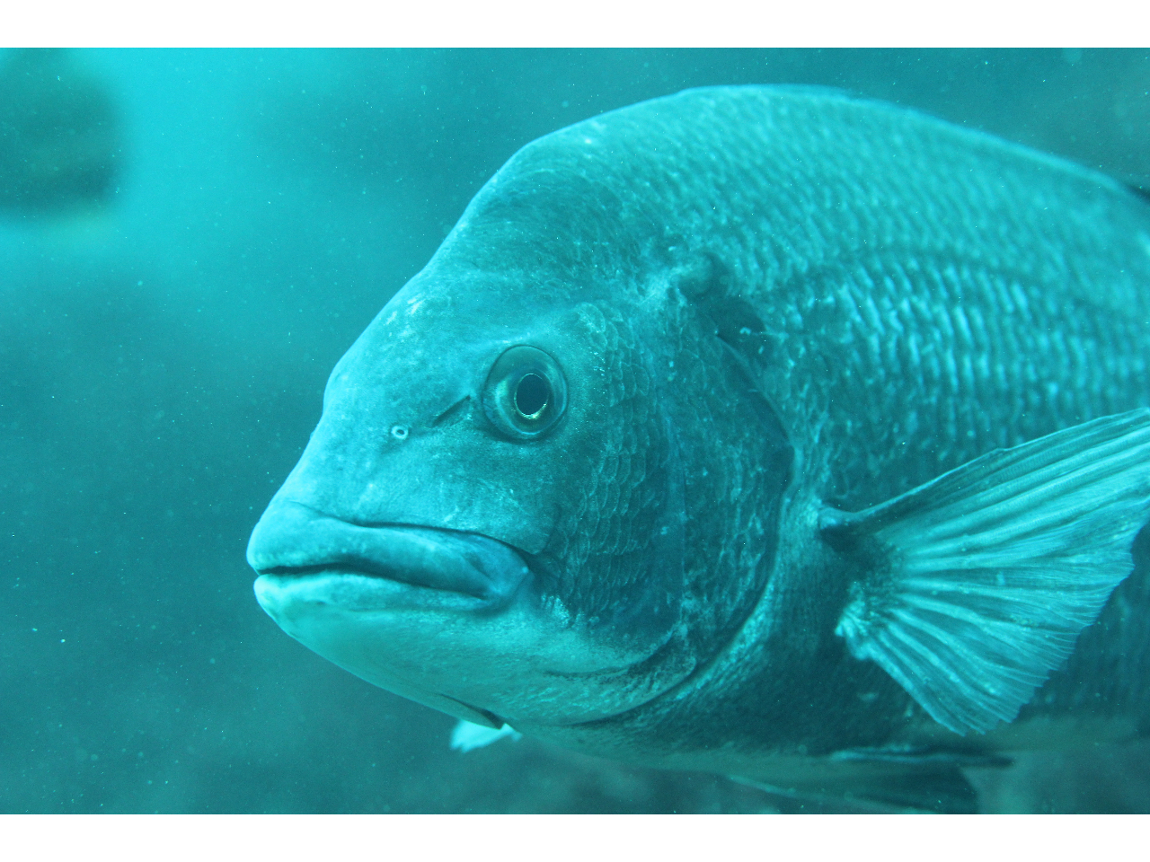 初めてでもマダイと一緒に泳げるかも!