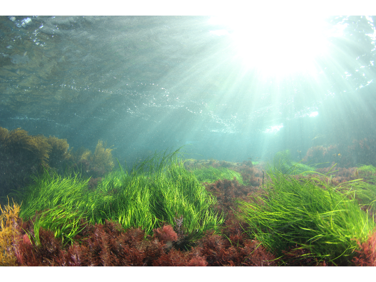 自然豊かな勝浦の海!