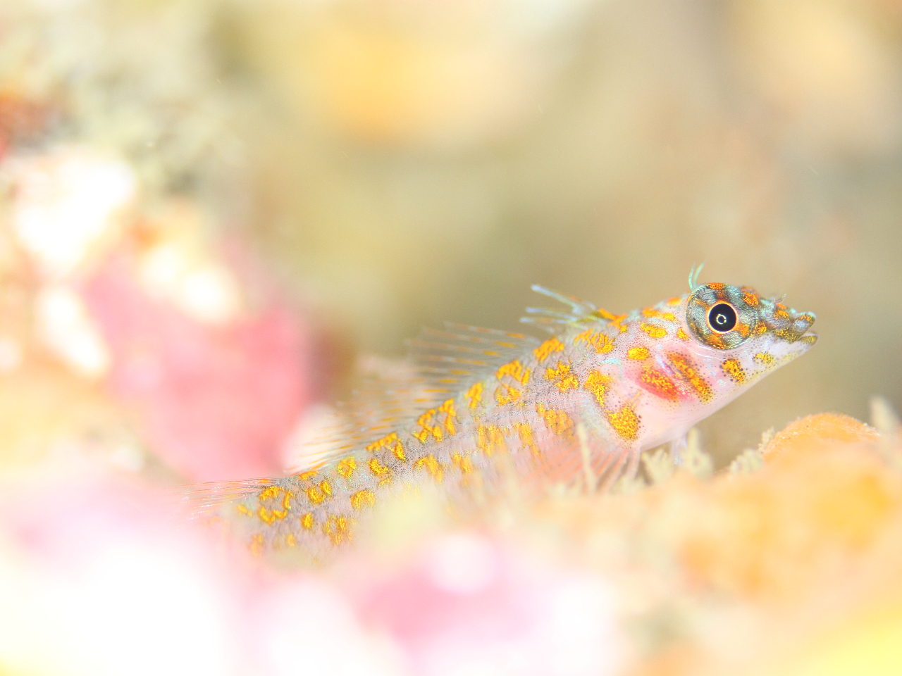 かわいい生き物たちとの出会いも。