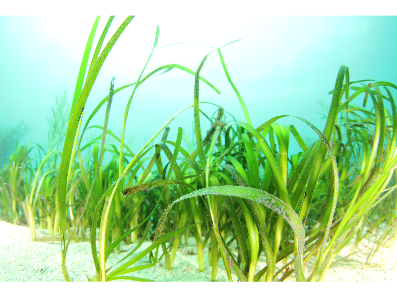 CƂRLȏY̊CBFN₩ȑR̊Co}܂B