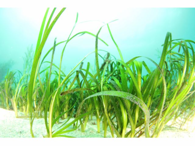 海藻も生き生きとした自然豊かな勝浦の海。色鮮やかな沢山の海藻が出迎えます。