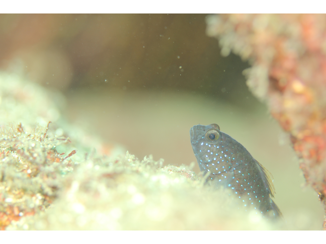 r[`Ȃ̂ŎԂCɂtHg_Cu