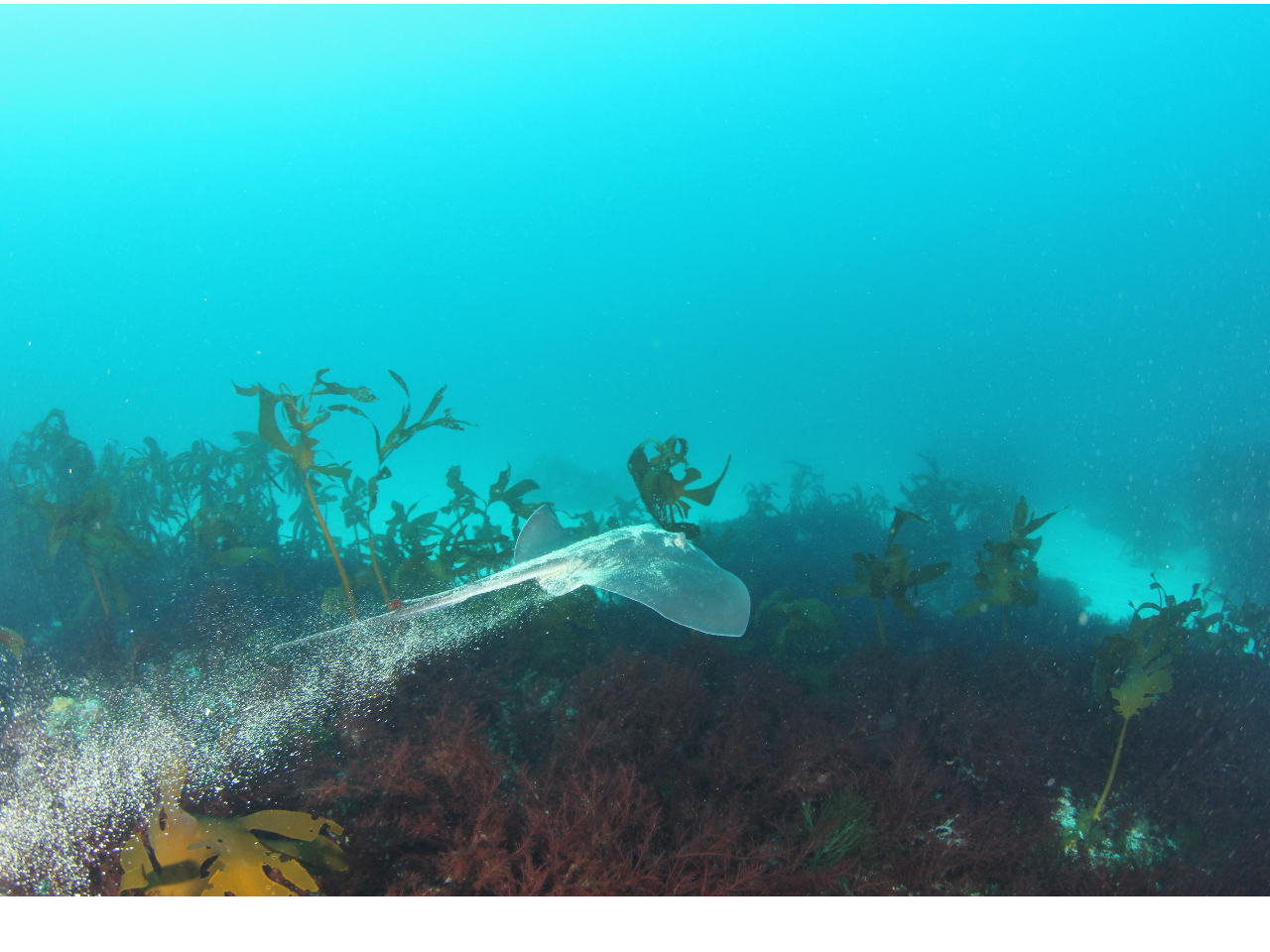 【千葉・勝浦エリア】■ファンダイビング■ \1ビーチ1ボートダイブ!/いいとこど...