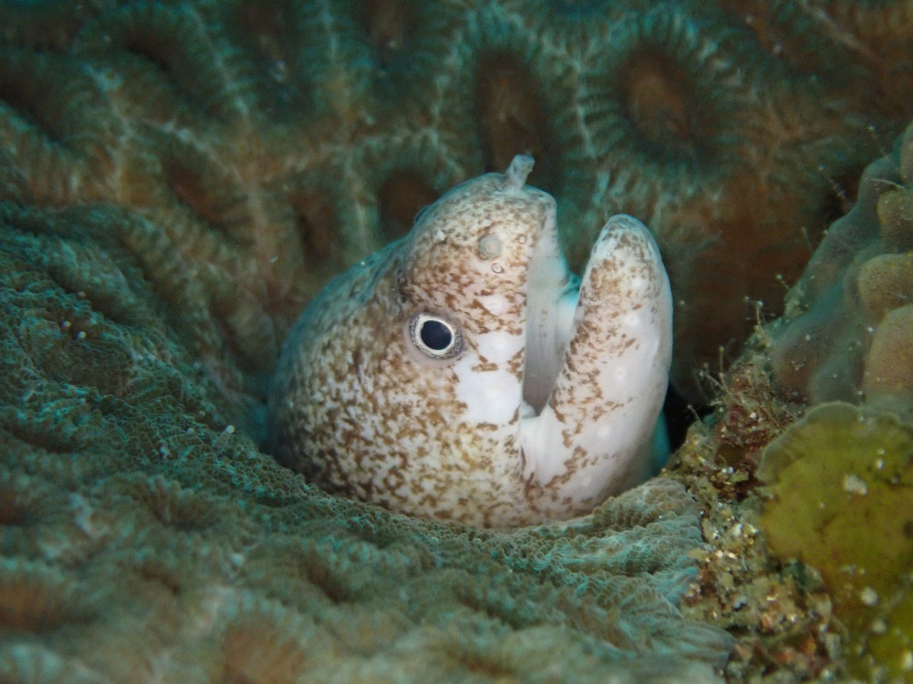 地域クーポン対応 千葉 内房 見どころ盛り沢山 荒れにも強い 館山エリア 勝山 2ボートダイビング ファンダイビング Duck Dive じゃらん遊び体験 地域クーポン対応 千葉 内房 見どころ盛り沢山 荒れにも強い 館山エリア 勝山 2ボートダイビング ファンダイビング Duck Dive じゃらん遊び体験