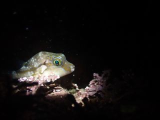 タイミングが合えば、ナイトダイビングを体験してみたり。