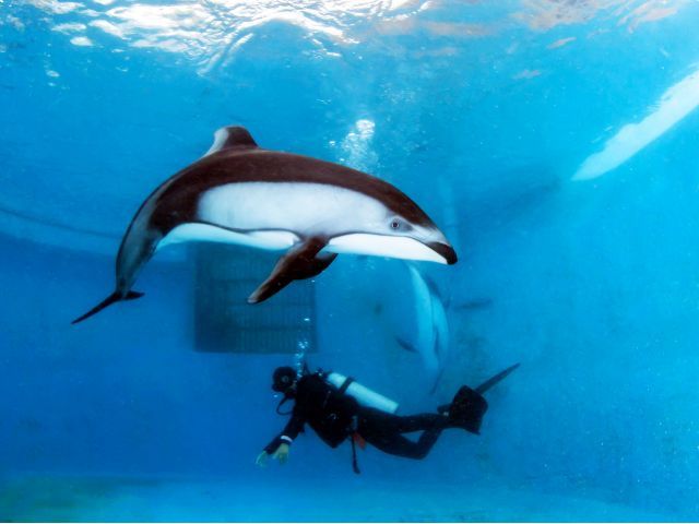 水中世界を楽しんでいるすぐ横では、カマイルカたちが遊んでいます!