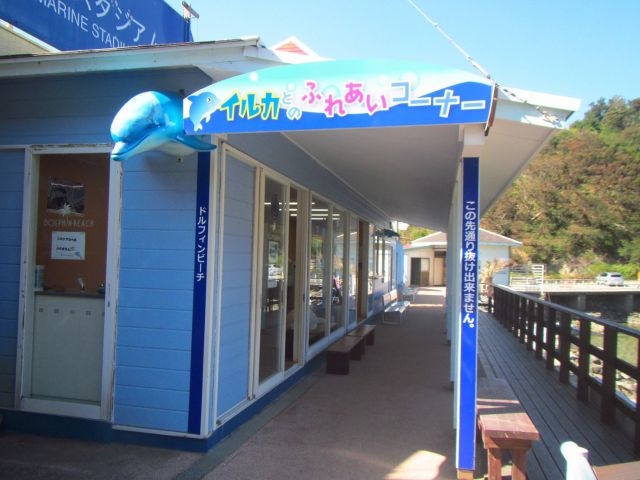 集合場所は、下田海中水族館のドルフィンビーチカウンター!(入館チケットは別途お買い求めください)