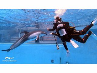 日本初!水族館のプール内でカマイルカと一緒に体験ダイビング!