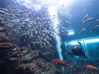 下田海中水族館のアクアドームペリー号で多種多様な魚たちと体験ダイビング!