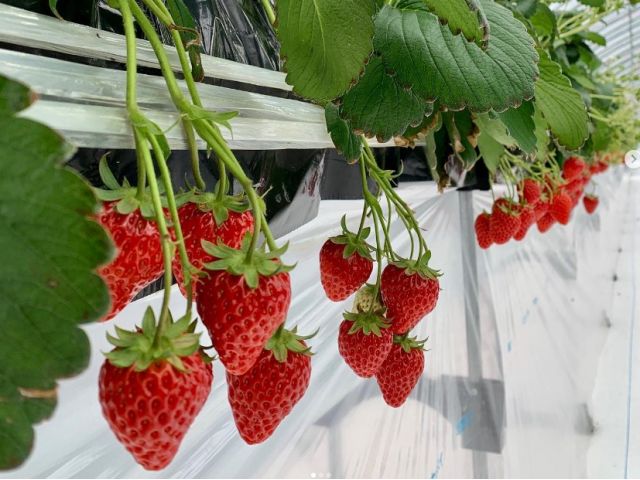 今シーズン新規オープン 旬のいちご狩り 30分食べ放題プラン 3種類のいちご食べ 比べてみよう 黒部宇奈月温泉駅から徒歩約3分でアクセス抜群 グリーンビジネス橋本いちご園 じゃらん遊び体験 今シーズン新規オープン 旬のいちご狩り 30分食べ放題プラン 3種類のいちご食べ 比べてみよう 黒部宇奈月温泉駅から徒歩約3分でアクセス抜群 グリーンビジネス橋本いちご園 じゃらん遊び体験