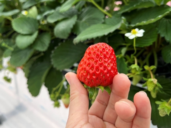 ���������ł́A�g�ق��؁E�͕P�E��悢�Ђ߂̕i�킪�y���߂܂��B