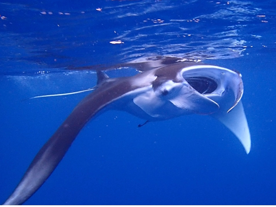 �唗�͂̃}���^�����ɍs�����I