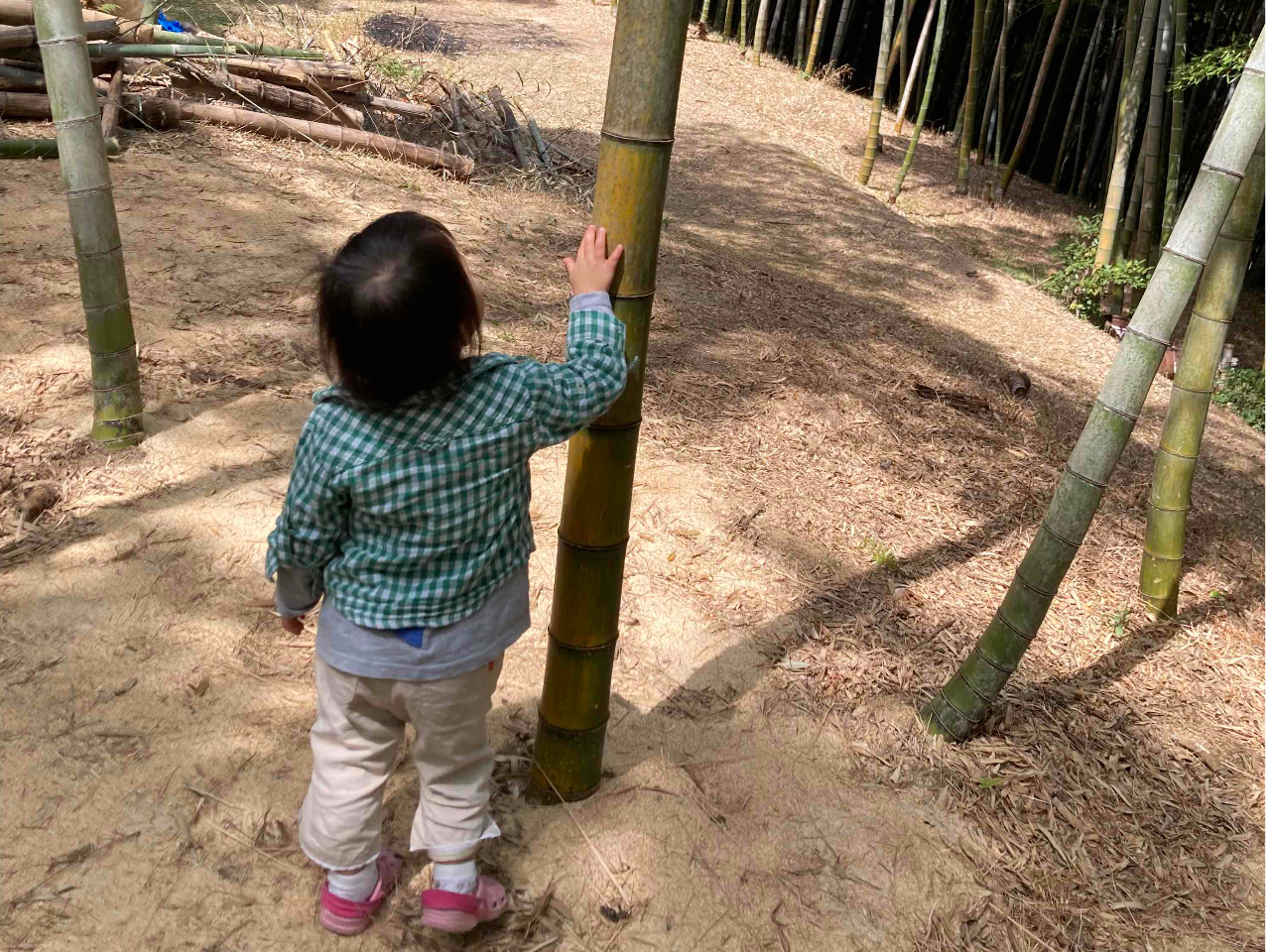 ������^�P�m�R�@��̌��_���̎ʐ^3