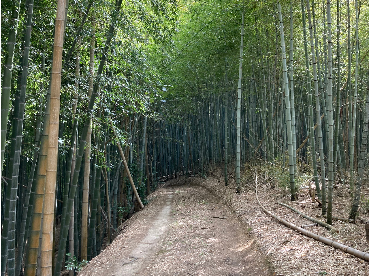 ������^�P�m�R�@��̌��_���̎ʐ^4