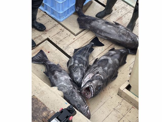 いわき小名浜港 通年 超深海 高級魚 珍魚 アブラボウズ釣りプラン ファミリー グループにおすすめ 第二辰紀丸 じゃらん遊び体験 いわき小名浜港 通年 超深海 高級魚 珍魚 アブラボウズ釣りプラン ファミリー グループにおすすめ 第二辰紀丸 じゃらん遊び体験