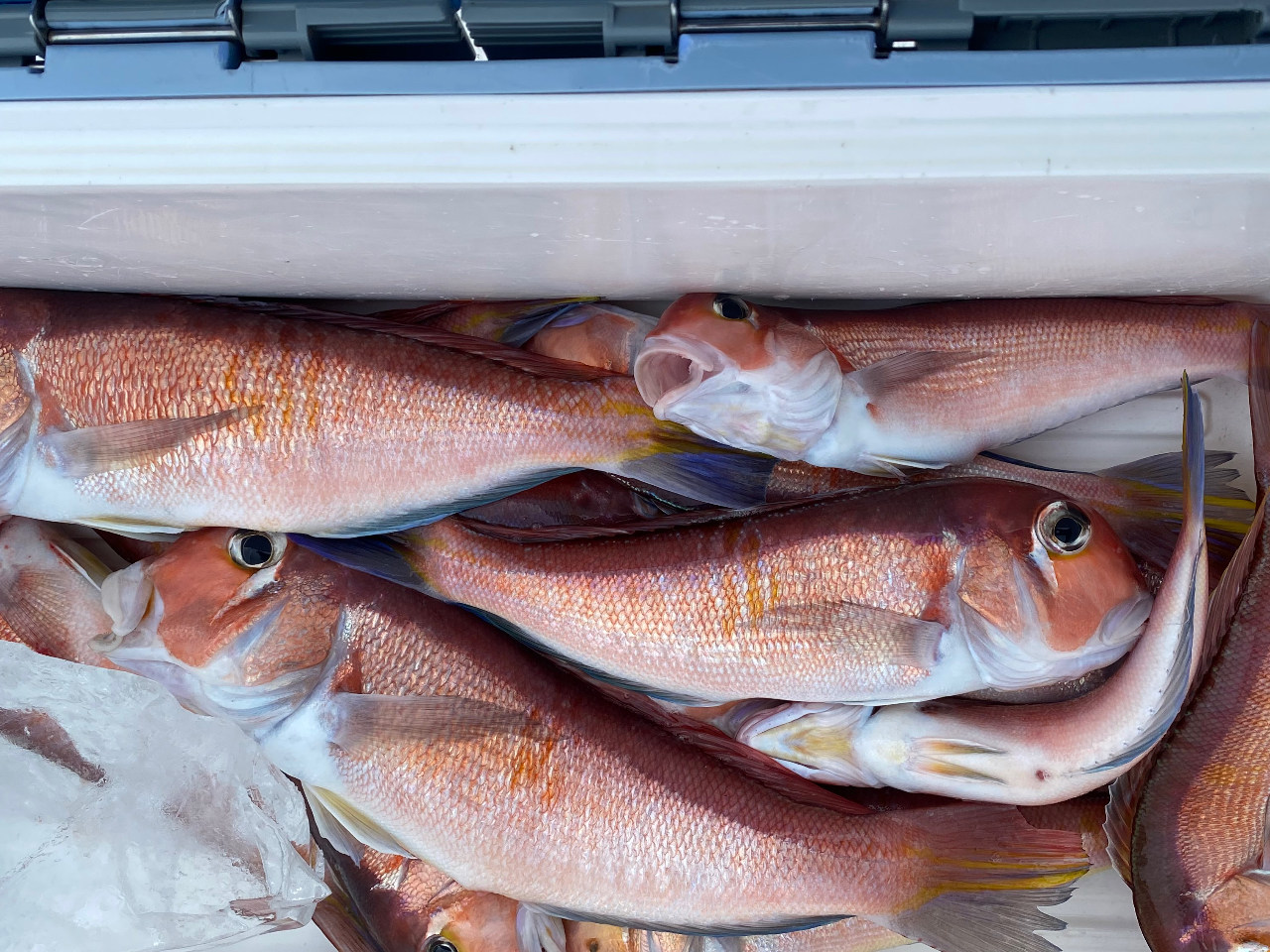 ނvł͊ÑAR_CAJTSAAJn^̌ܖڒނy݂܂Bނ肪߂Ă̕ɂ߂ł