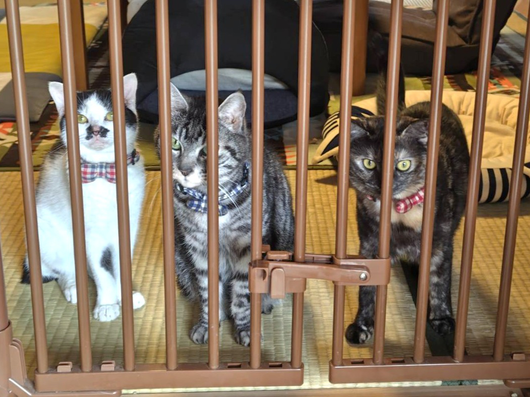 左から『ごま君』『あきちゃん』『モフちゃん』。3匹のスタッフ猫がお待ちしています。