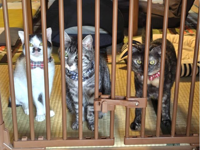 左から『ごま君』『あきちゃん』『モフちゃん』。3匹のスタッフ猫がお待ちしています。