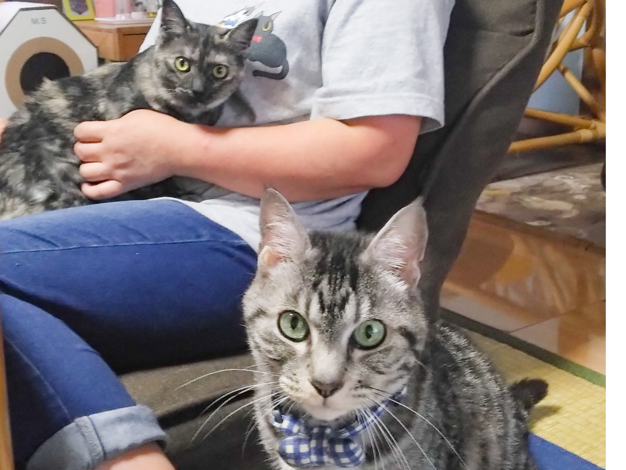 膝に乗ってきたり、横で寝たり、猫に囲まれた幸せ時間を過ごせます