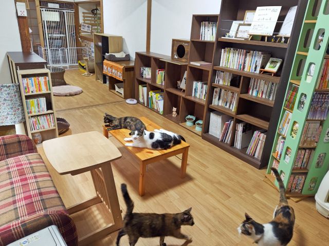本がいっぱい+5匹のスタッフ猫と保護ねこ数匹がいる『ふれあいルーム1(ニャン)』