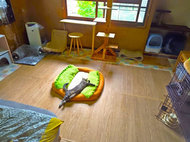 数匹の子猫がいる『ふれあいルーム2(ツー)』オプションとしてご利用いただけます。