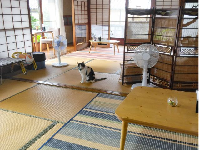 古民家の内装がそのままカフェに。時々看板猫の『そら』と『まめ』があいさつに出てくることも。冬はこたつになります。