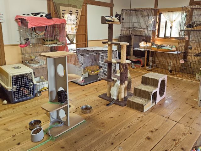 保護ねこルーム。保護猫活動も行っています。
