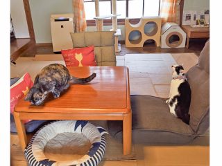 古民家の離れの一室にある『猫と過ごせるレンタルーム』室内。冬季はこたつになります。