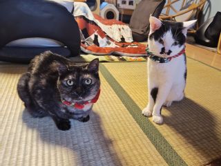 猫と過ごせるレンタルームの猫スタッフサビ猫のモフちゃんとハチワレのゴマ君。膝に乗ってきたり、横で寝たり、猫に囲まれた幸せ時間を過ごせます。