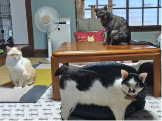 メンバーのミー君、ゴマ君、もふちゃん。3匹とゆっくり猫時間を過ごせます。