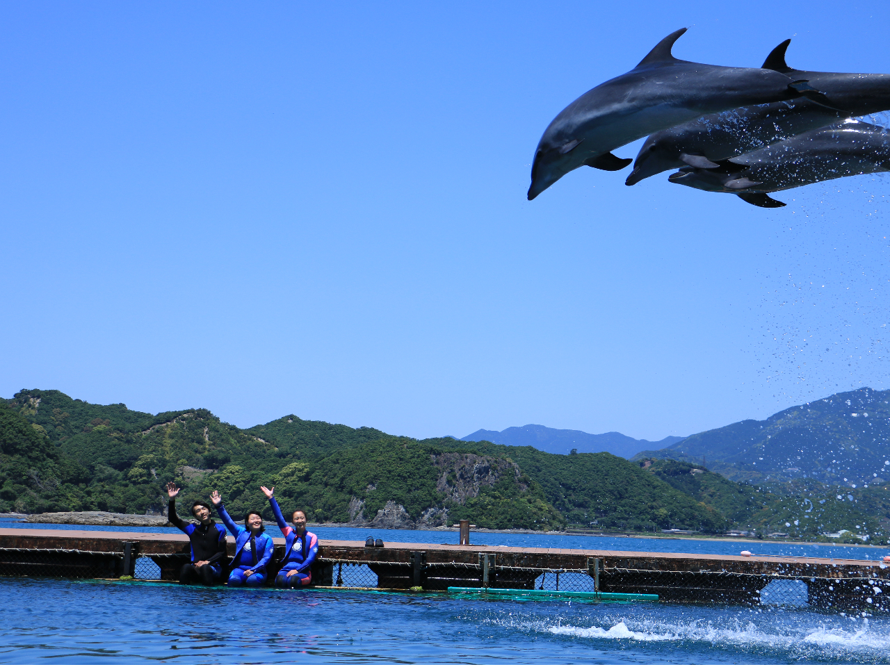 あなたのサインがイルカ達に伝わります