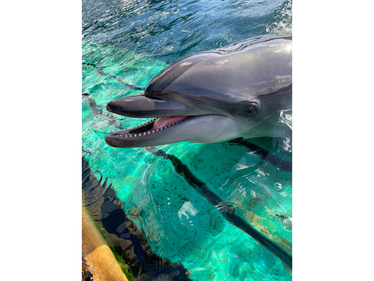 手を伸ばした先に本当のイルカ達との触れ合いが待っています。