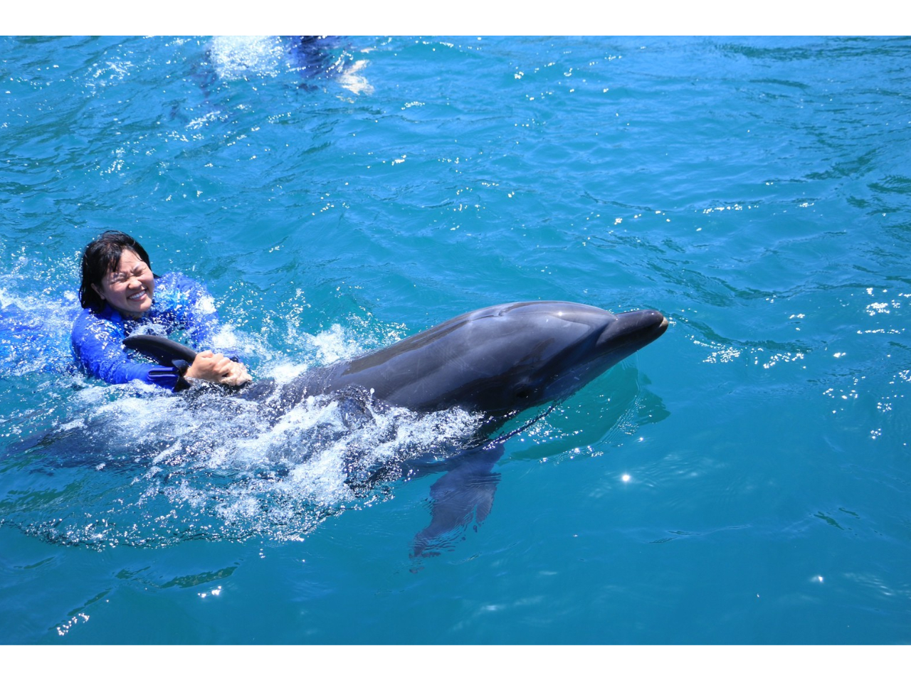 誰でも必ず一度は…イルカ達が背中に乗せてくれるでしょう