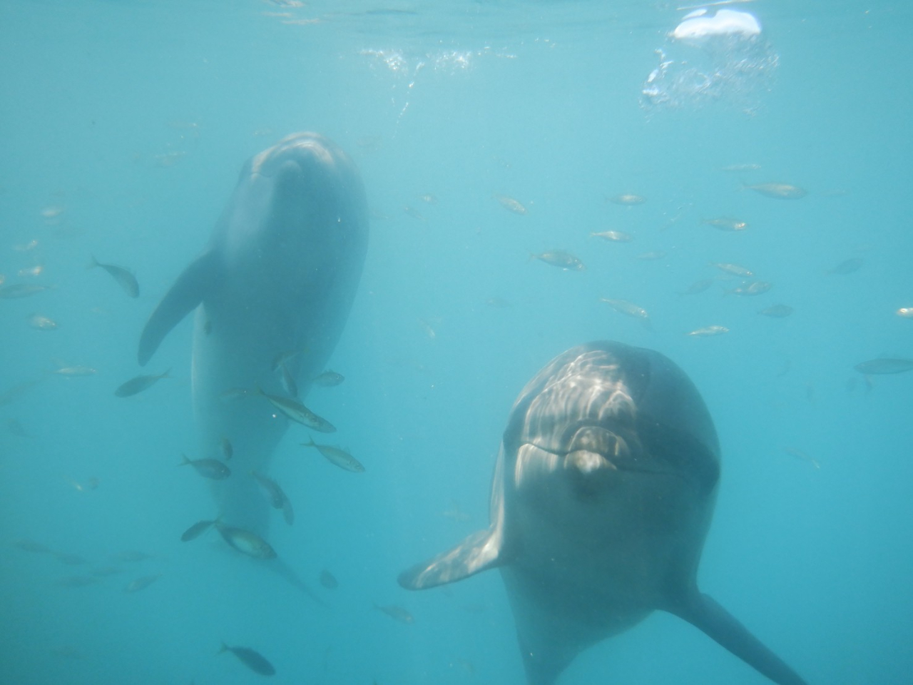 海と繋がったこの場所で…イルカ達がお魚さんとお出迎えです。