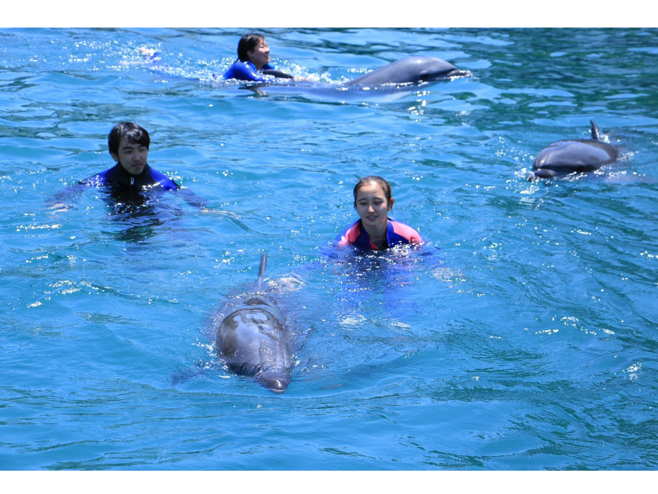 イルカに囲まれる海の上…そんな素晴らしき時間をご一緒に…