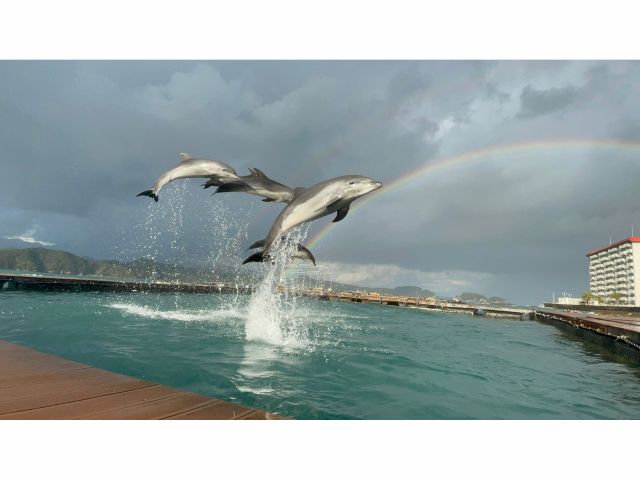空高く、美しい弧を描くジャンプは… 時に… 雨上がりの虹と重なります
